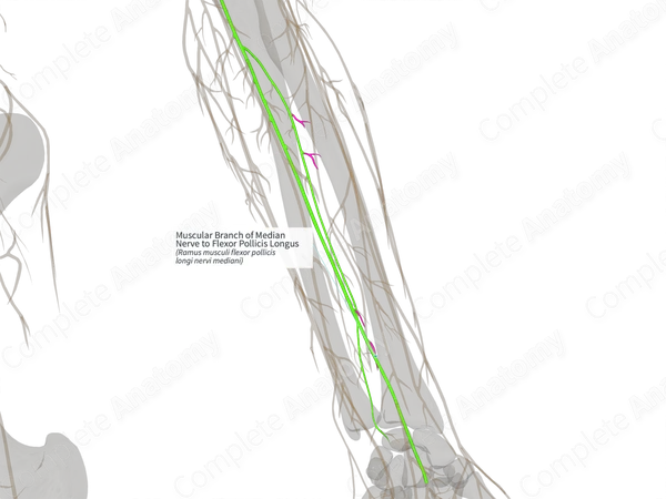 Muscular Branch of Median Nerve to Flexor Pollicis Longus (Left)