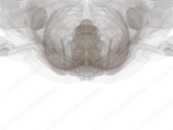 Sacral Part of Autonomic Division