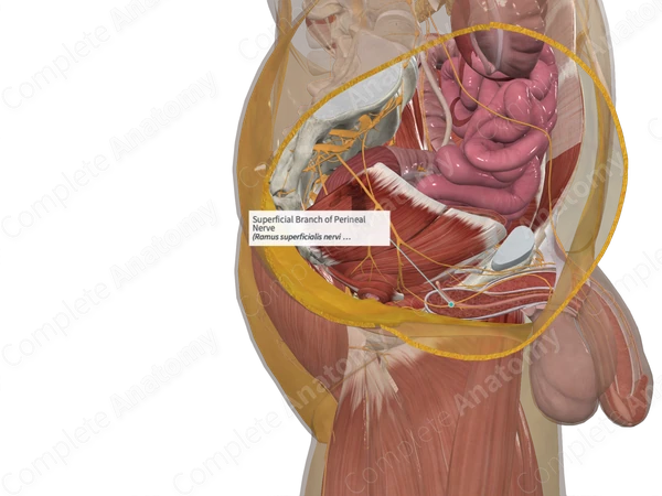 Superficial Branch of Perineal Nerve 