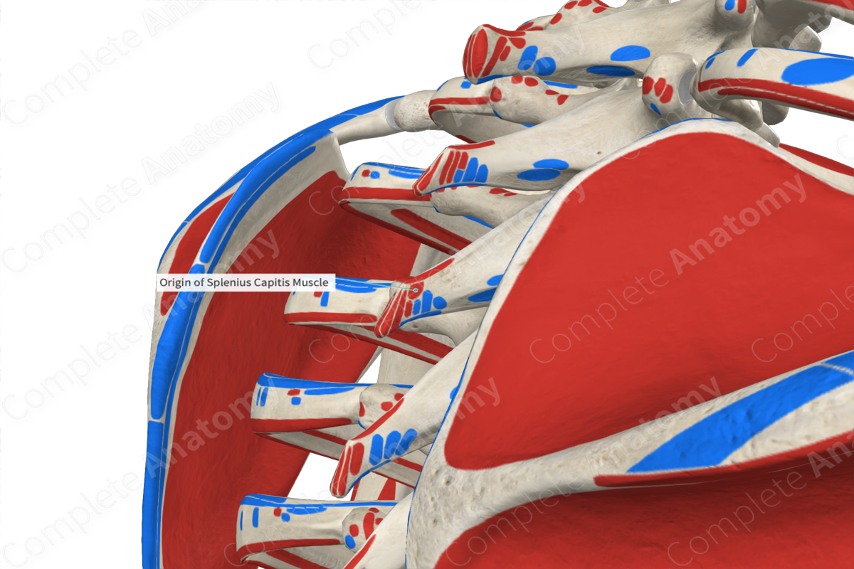 Origin of Splenius Capitis Muscle