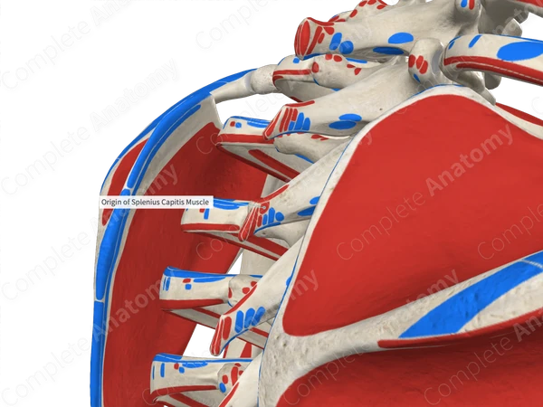 Splenius Functions Origin of Splenius Capitis Muscle | Complete Anatomy