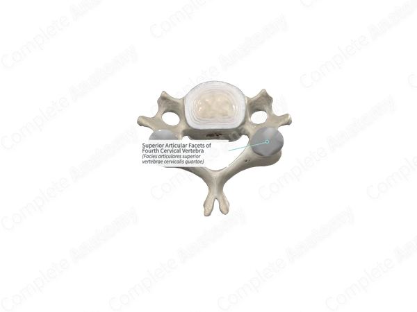 Superior Articular Facets of Fourth Cervical Vertebra