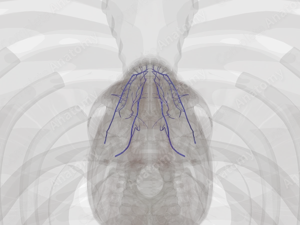 Veins of Oral Cavity