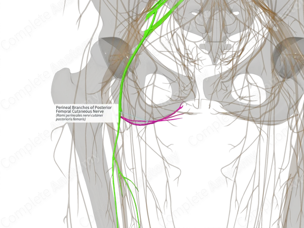 Perineal Branches of Posterior Femoral Cutaneous Nerve (Right)