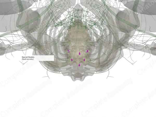 Sacral Nodes
