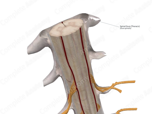 Spinal Dura (Thoracic)