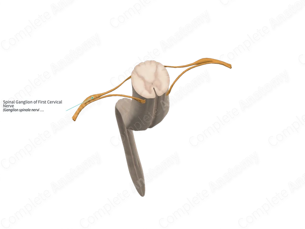 Spinal Ganglion of First Cervical Nerve 