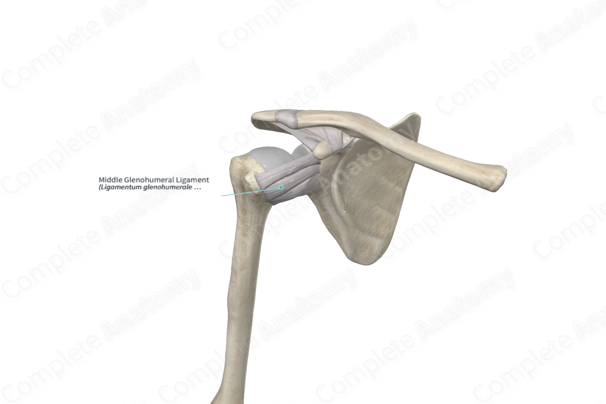 Middle Glenohumeral Ligament 