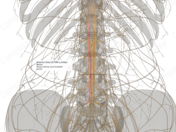 Anterior Root of Fifth Lumbar Nerve (Right)