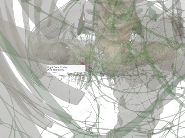 Right Colic Nodes