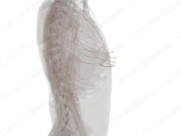 Lateral Cutaneous Branches of Intercostal Nerves (Left)