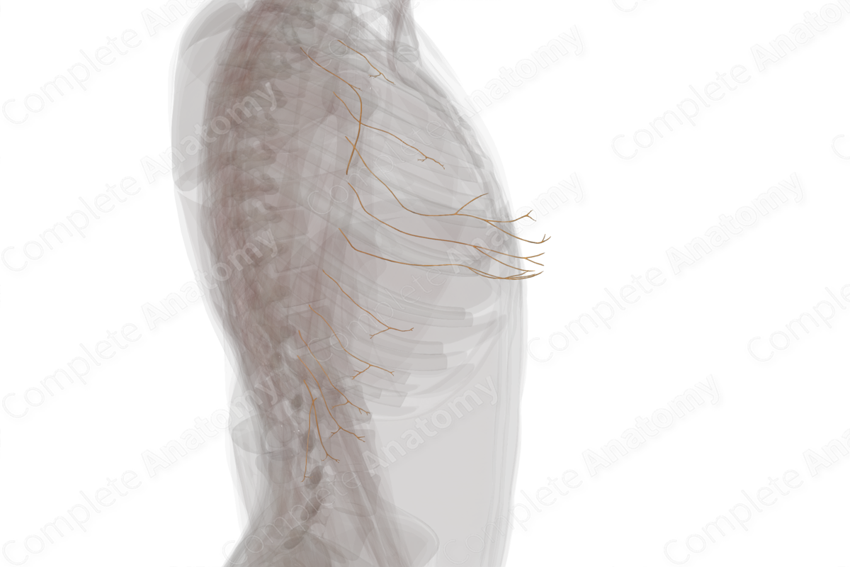 Lateral Cutaneous Branches of Intercostal Nerves (Left)