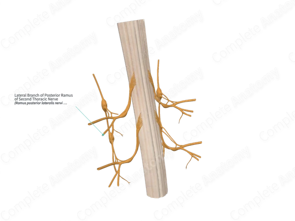 Lateral Branch of Posterior Ramus of Second Thoracic Nerve 