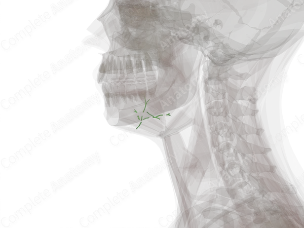 Lingual Lymph Vessels