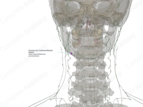 Prevascular Submandibular Nodes (Right)