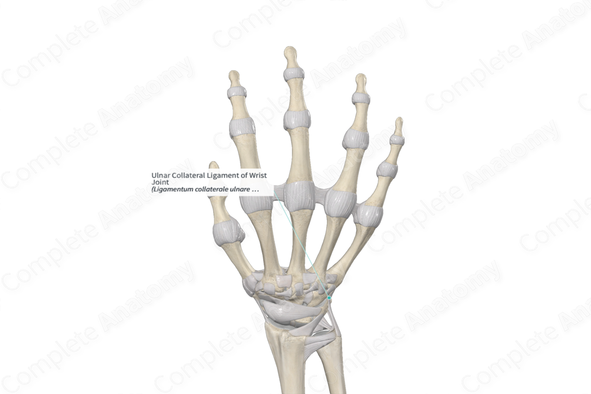 Ulnar Collateral Ligament Of Wrist Joint | Complete Anatomy