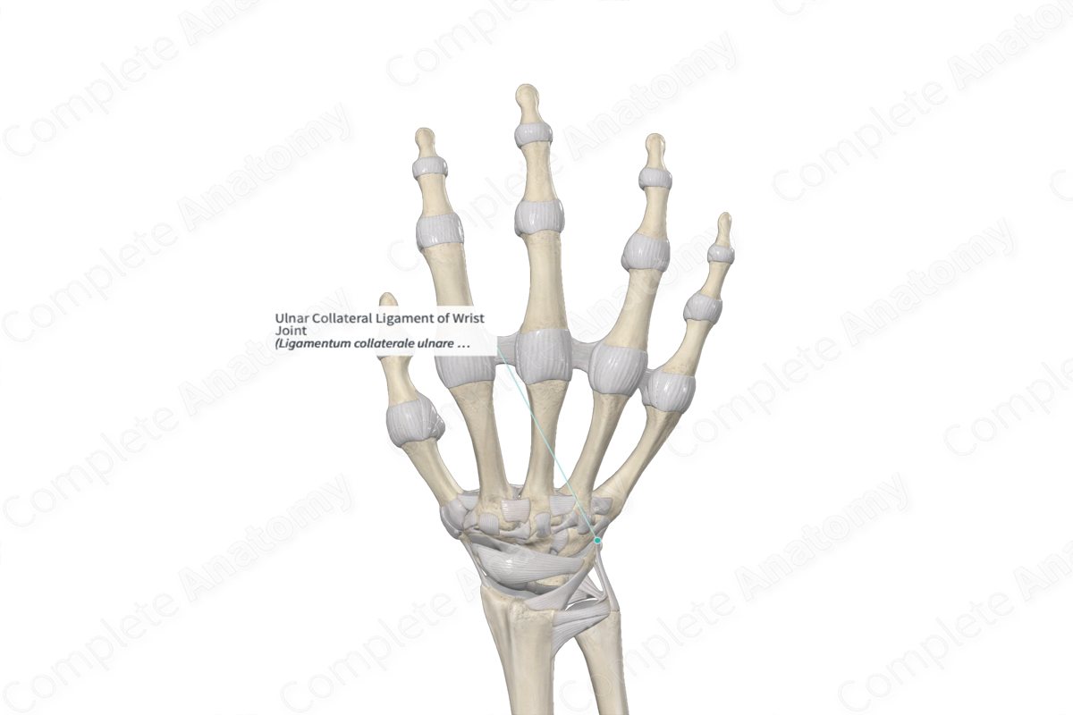 Ulnar Collateral Ligament of Wrist Joint 