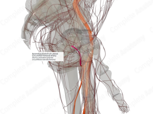 Ascending Branch of Lateral Circumflex Femoral Artery (Left)