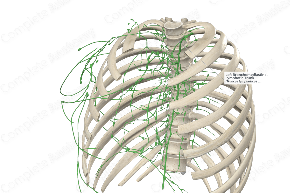 Left Bronchomediastinal Lymphatic Trunk