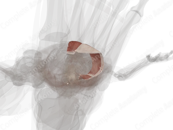 Muscles of Abdomen (Left)