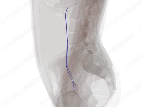 Veins of Ovaries