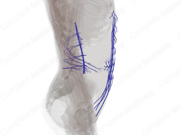 Veins of Abdominal Wall