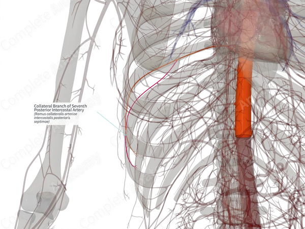 Collateral Branch of Seventh Posterior Intercostal Artery (Left)