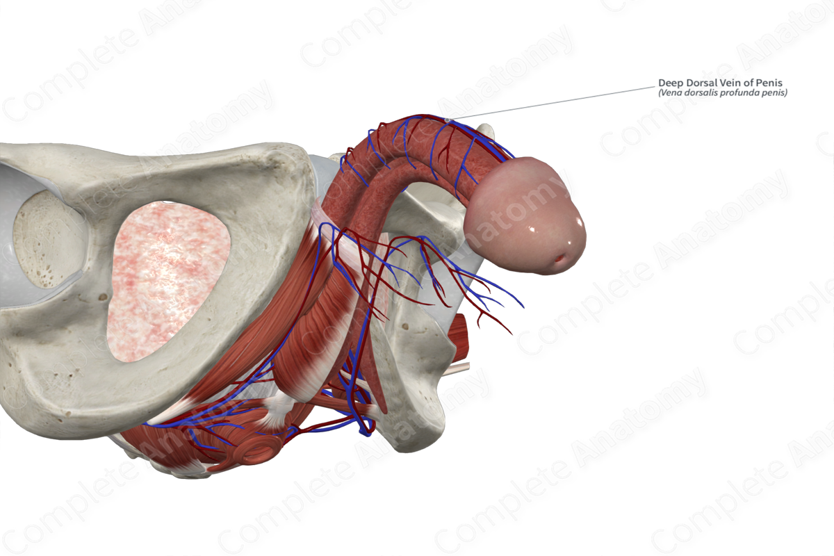 Deep Dorsal Vein of Penis