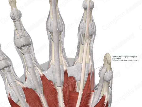 Palmar Metacarpophalangeal Ligaments