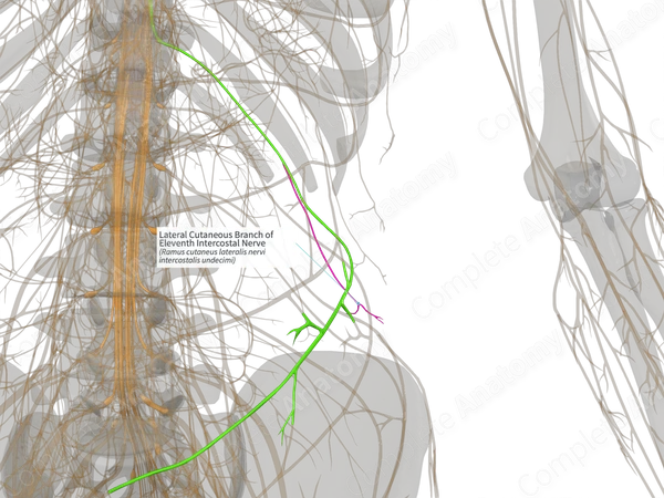 Lateral Cutaneous Branch of Eleventh Intercostal Nerve (Left)