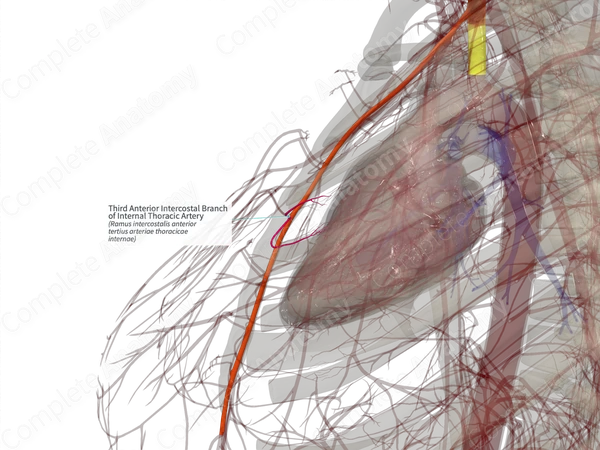 Third Anterior Intercostal Branch of Internal Thoracic Artery (Right)
