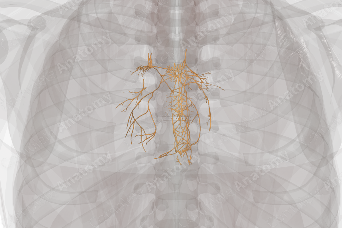 Thoracic Plexuses