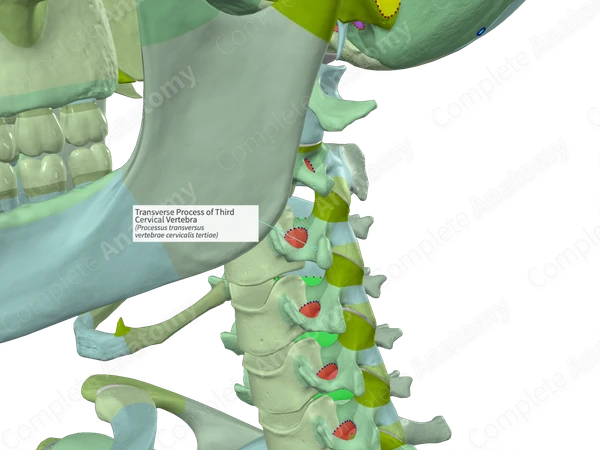 Transverse Process of Third Cervical Vertebra (Right)