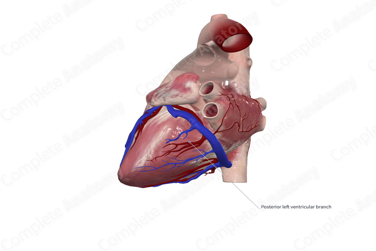 Inferior Left Ventricular Branch of Circumflex Artery of Heart