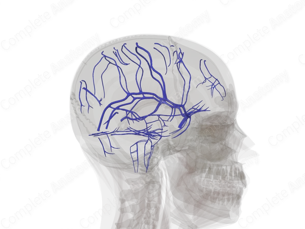 Veins of Brain
