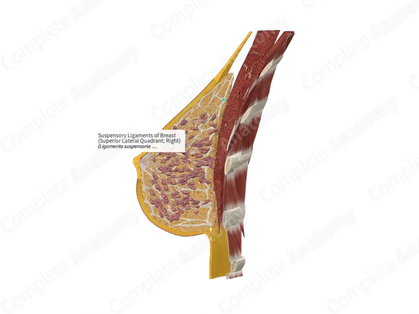 Suspensory Ligaments of Breast (Superior Lateral Quadrant; Right)