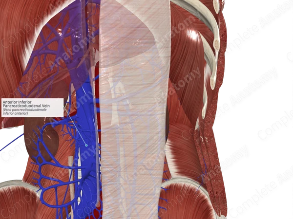 Anterior Inferior Pancreaticoduodenal Vein