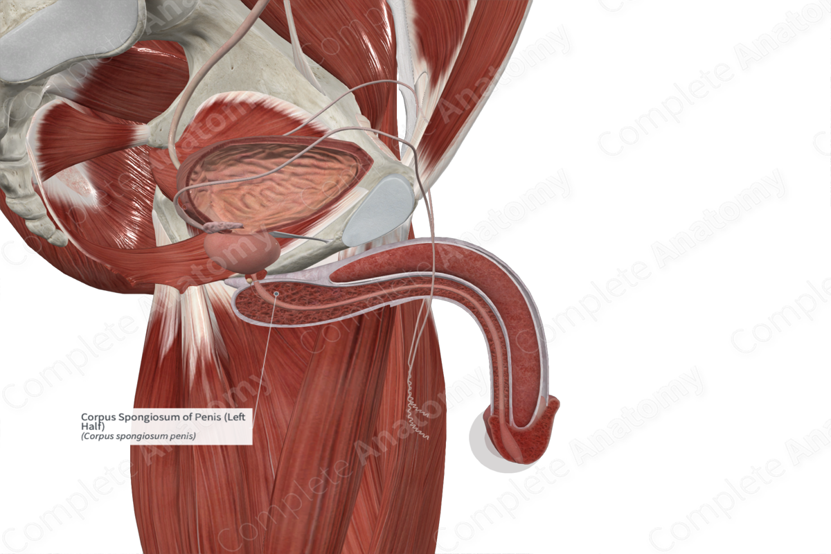 Corpus Spongiosum of Penis (Left Half)