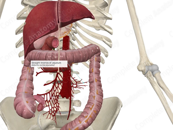 Straight Arteries of Jejunum
