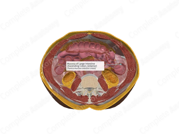 Mucosa of Large Intestine (Ascending Colon; Anterior)