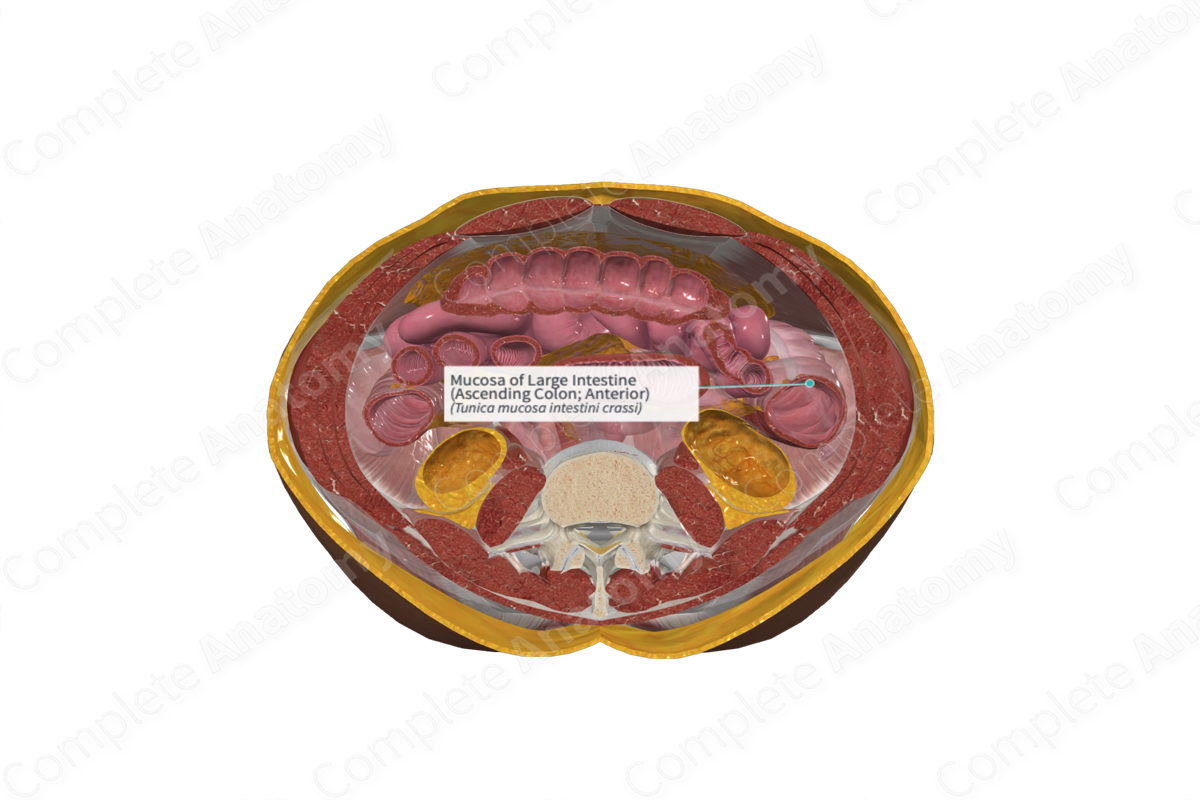 Mucosa of Large Intestine (Ascending Colon; Anterior)