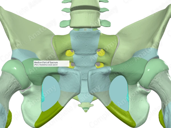 Median Part of Sacrum | Complete Anatomy