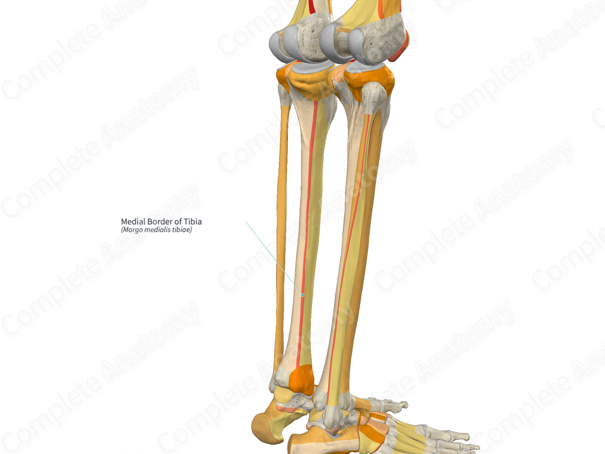 Medial Border of Tibia | Complete Anatomy