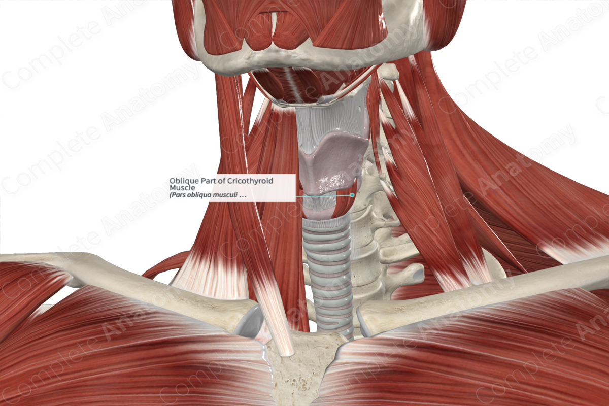 Oblique Part of Cricothyroid Muscle 