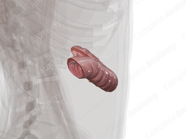 Transverse Colon
