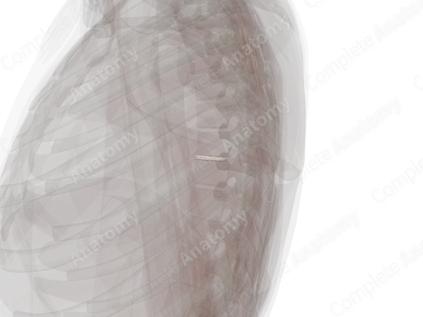 Intervertebral Disc (T7-T8)
