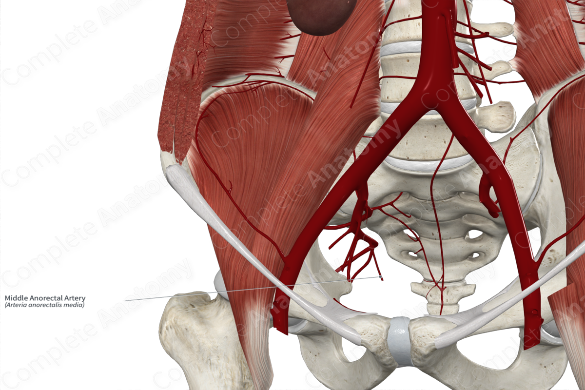 Middle Anorectal Artery | Complete Anatomy