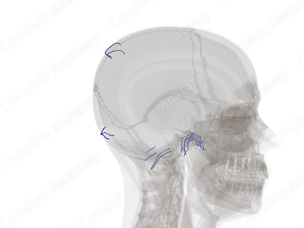 Emissary Veins