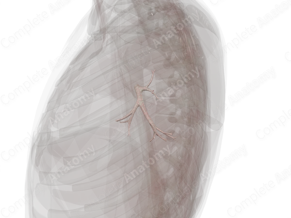 Bronchi of Inferior Lobe of Left Lung