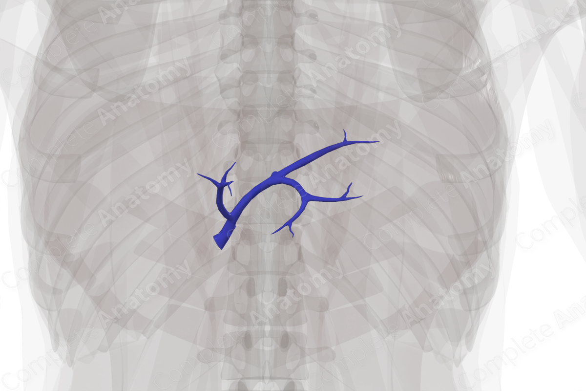 Left Branch of Hepatic Portal Vein | Complete Anatomy